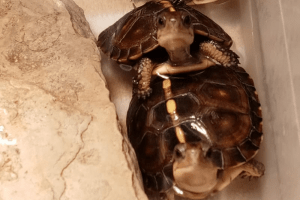 how to tell the sex of a box turtle
