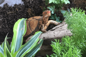 what to put in a box turtle tank