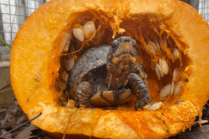 how to breed box turtles