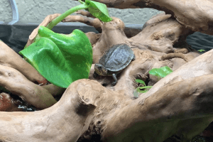 how far do box turtles roam