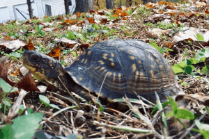 how fast do box turtles grow