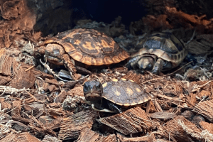 how long can a box turtle stay underwater