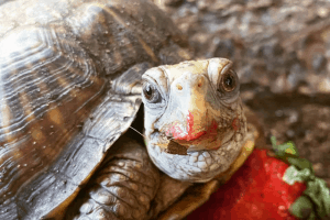 how long can a box turtle go without food and water