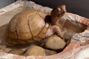 box turtle buying guide