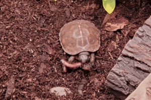 box turtle varieties