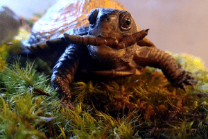 how to feed box turtles and how often