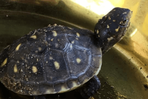 box turtle eggs: everything you need to know