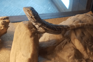 10 gallon bearded dragon tank