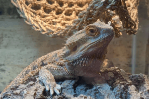 adopt a bearded dragon