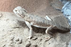basic bearded dragon care