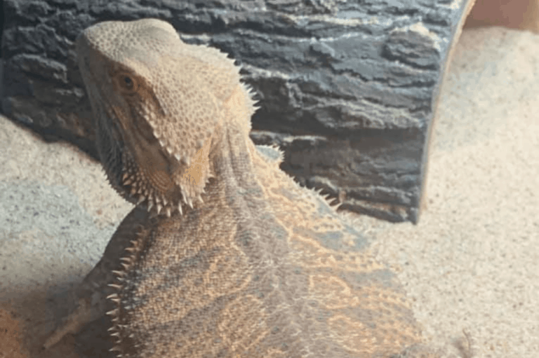 40Gallon Breeder Tank For Bearded Dragons Pros And Cons