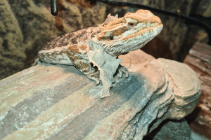 bearded dragon brumation in summer