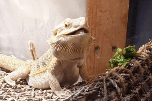 bearded dragon cancer