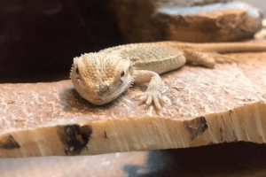 bearded dragon diet sheet