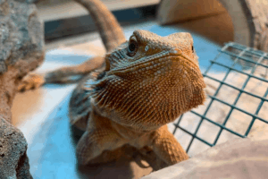 bearded dragon diseases