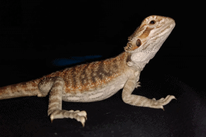 bearded dragon enema