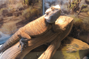 bearded dragon equipment