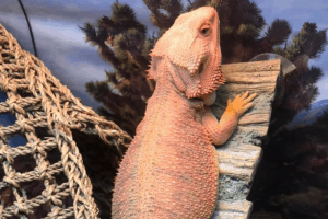 bearded dragon gifts