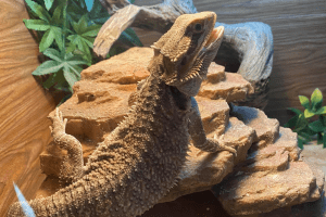 bearded dragon mirror