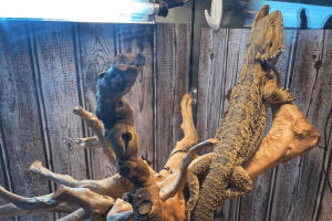 bearded dragon salmonella