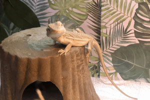 bearded dragon stuck shed