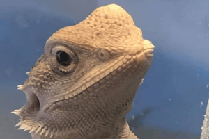 bearded dragon toy