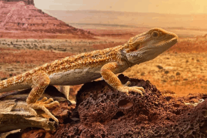 bearded dragon vegetarian diet