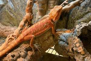 can bearded dragons eat cat food