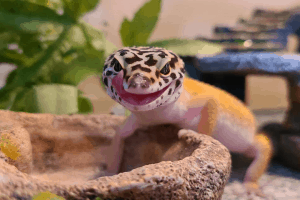 can leopard geckos eat lettuce