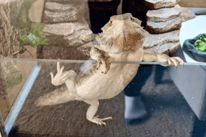 bearded dragon mbd cure