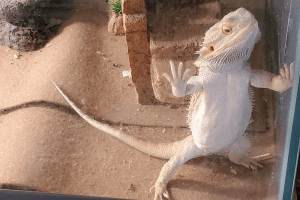 bearded dragon vivarium decoration