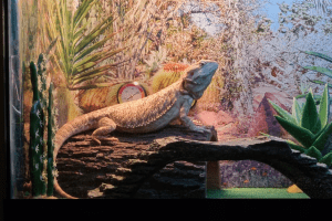 bearded dragon kit cheap