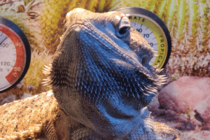 can bearded dragons eat nectarines