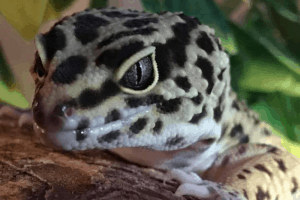 calcium for leopard geckos
