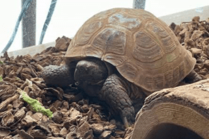 can box turtles eat apples