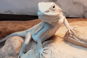 bearded dragon pineapple