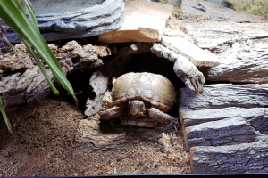 can box turtles eat blueberries