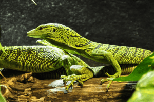 types of pet lizards