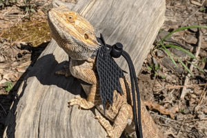 can bearded dragons eat watercress