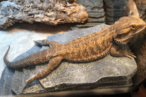 pissed off bearded dragon