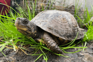 what do you need for a box turtle habitat