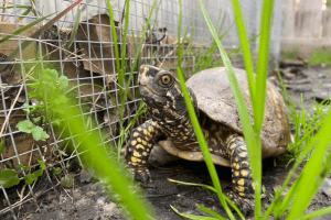 can box turtles eat cucumbers