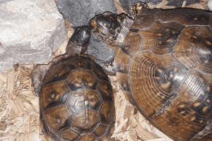 how to create a box turtle habitat indoors
