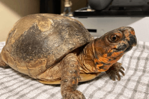 box turtle shell rot