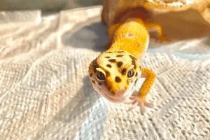 do leopard geckos need d3