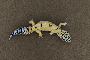 leopard gecko bioactive substrate
