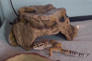 leopard gecko cage decor