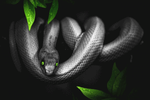 types of pet snakes