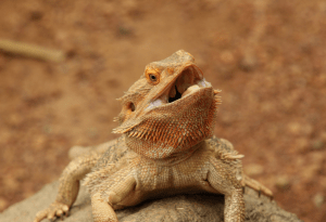 bearded dragon mouth rot