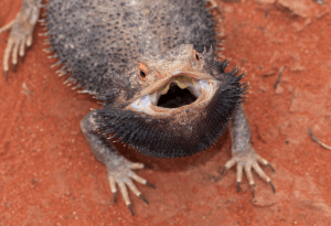 bearded dragon teeth care